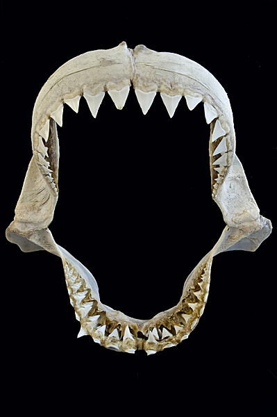 Pictures of shark teeth and shark Jaws.